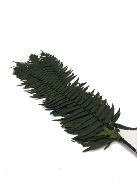 Preserved Sword Fern